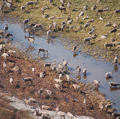 caribou